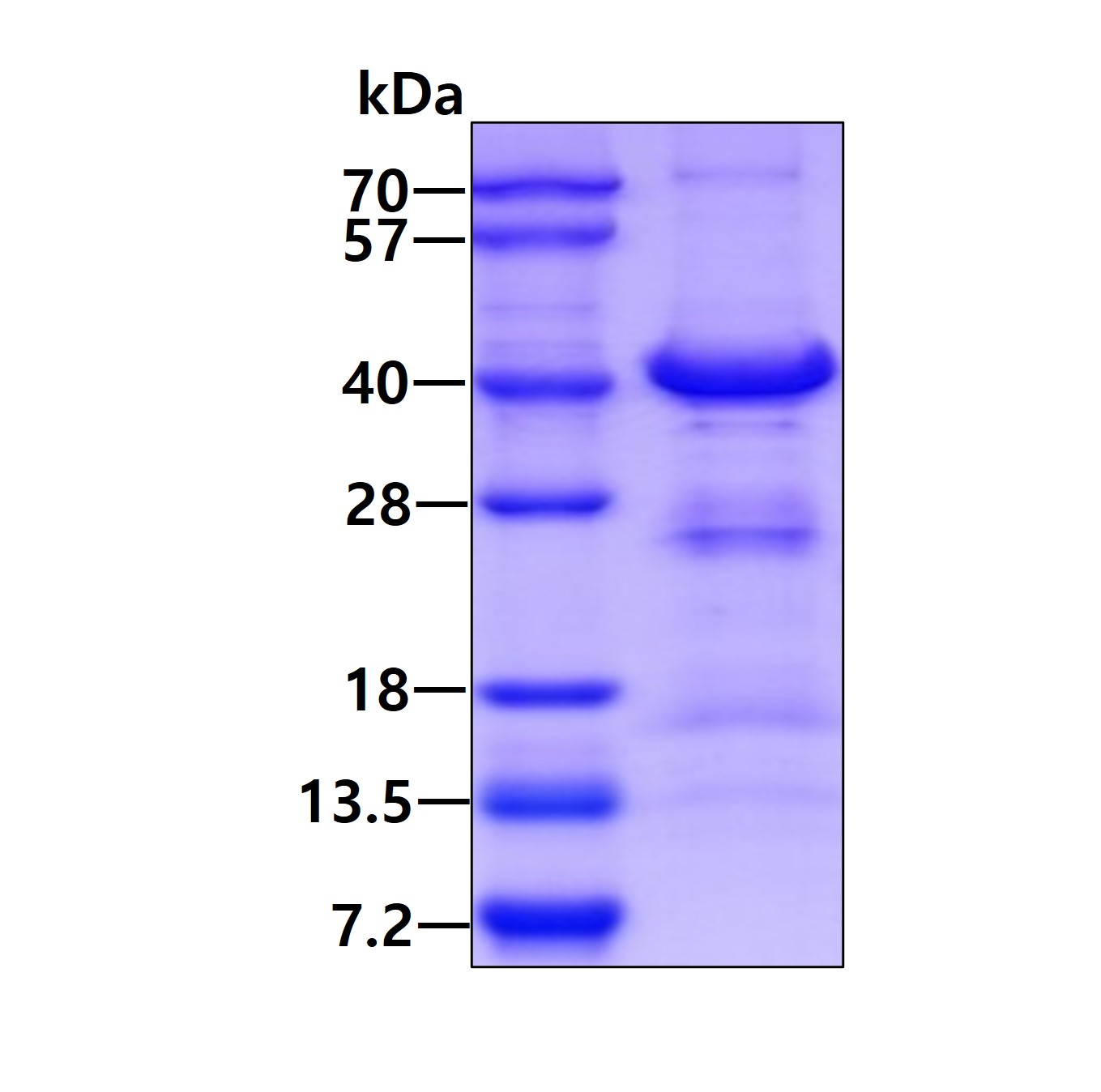 3ug by SDS-PAGE under reducing condition and visualized by coomassie blue stain.