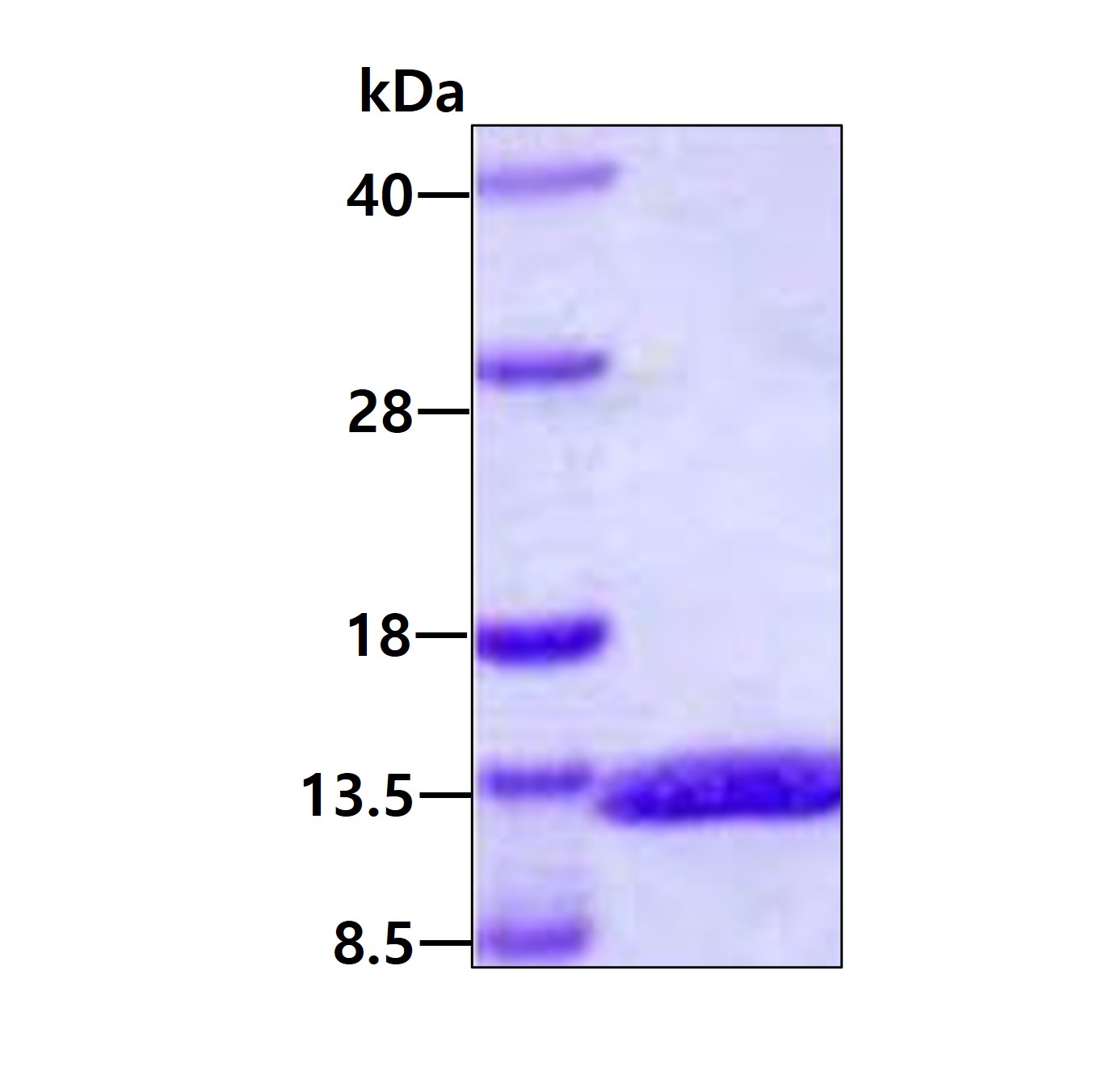 3ug by SDS-PAGE under reducing condition and visualized by coomassie blue stain.