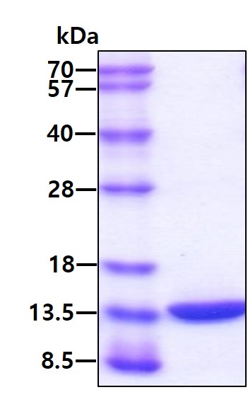 3ug by SDS-PAGE under reducing condition and visualized by coomassie blue stain.