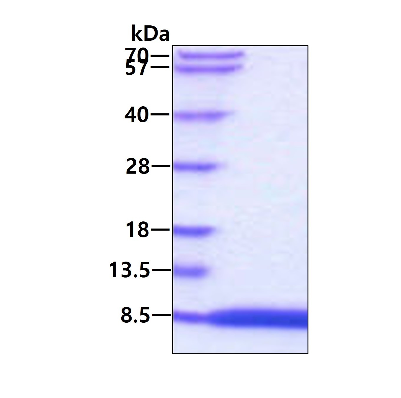 3ug by SDS-PAGE under reducing condition and visualized by coomassie blue stain.