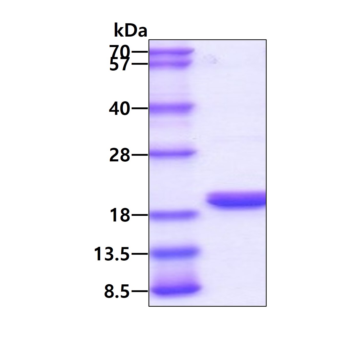 3ug by SDS-PAGE under reducing condition and visualized by coomassie blue stain.