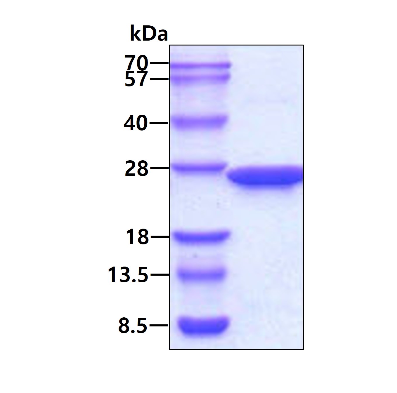 3ug by SDS-PAGE under reducing condition and visualized by coomassie blue stain.