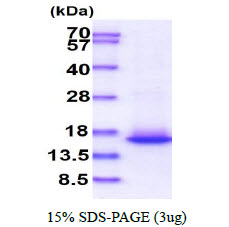 3ug by SDS-PAGE under reducing condition and visualized by coomassie blue stain.