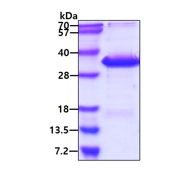 3ug by SDS-PAGE under reducing condition and visualized by coomassie blue stain