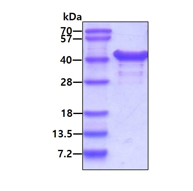 3ug by SDS-PAGE under reducing condition and visualized by coomassie blue stain.