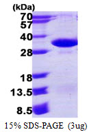 3ug by SDS-PAGE under reducing condition and visualized by coomassie blue stain.