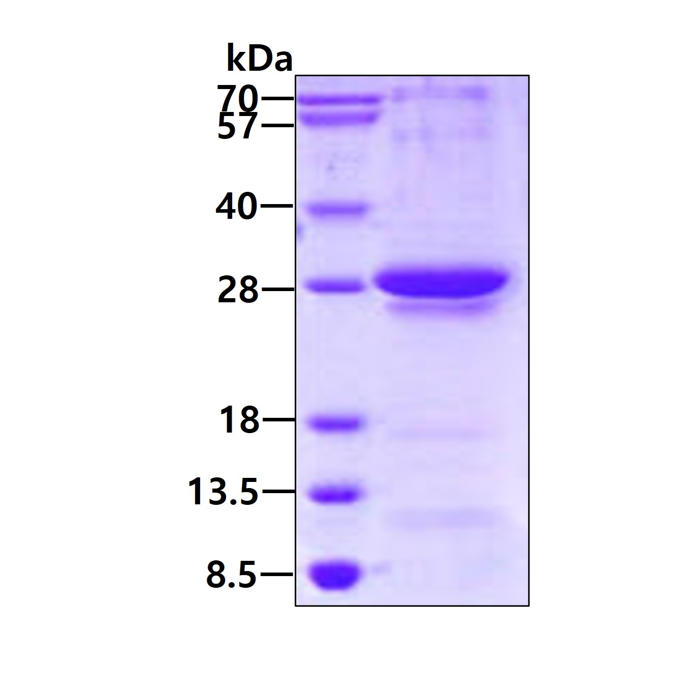 3ug by SDS-PAGE under reducing condition and visualized by coomassie blue stain.