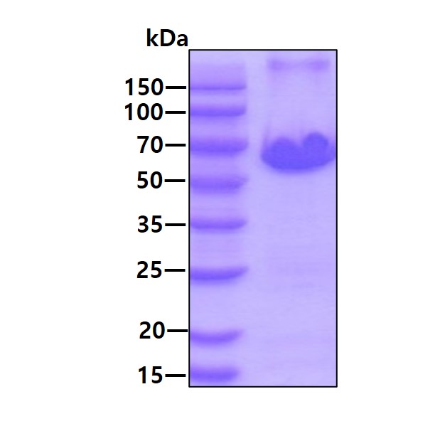 3ug by SDS-PAGE under reducing condition and visualized by coomassie blue stain.