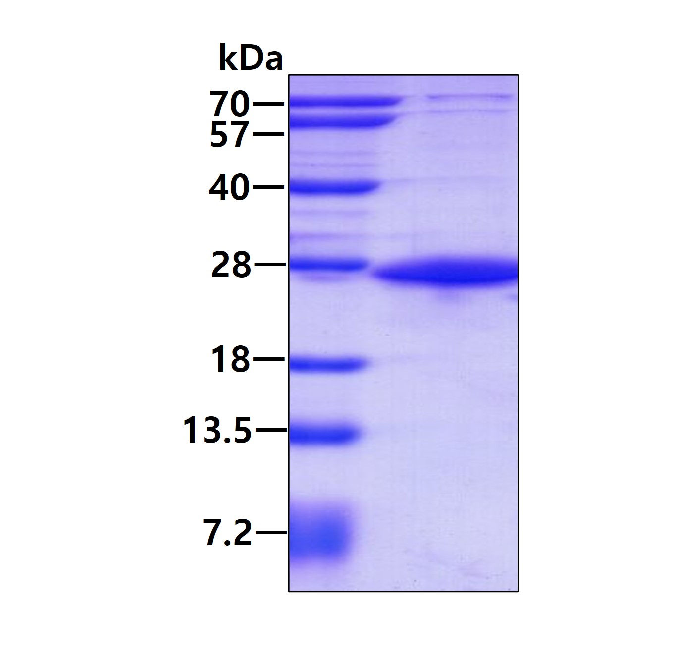 3ug by SDS-PAGE under reducing condition and visualized by coomassie blue stain.