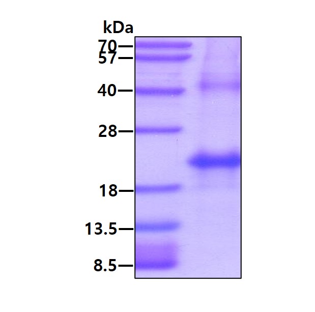 3ug by SDS-PAGE under reducing condition and visualized by coomassie blue stain.