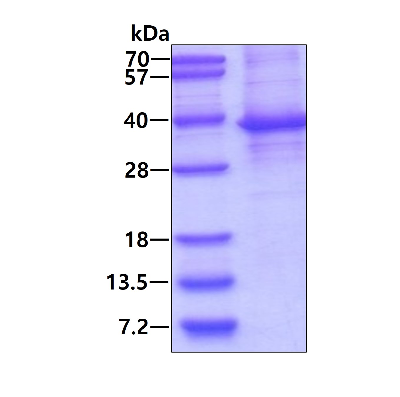 3ug by SDS-PAGE under reducing condition and visualized by coomassie blue stain.