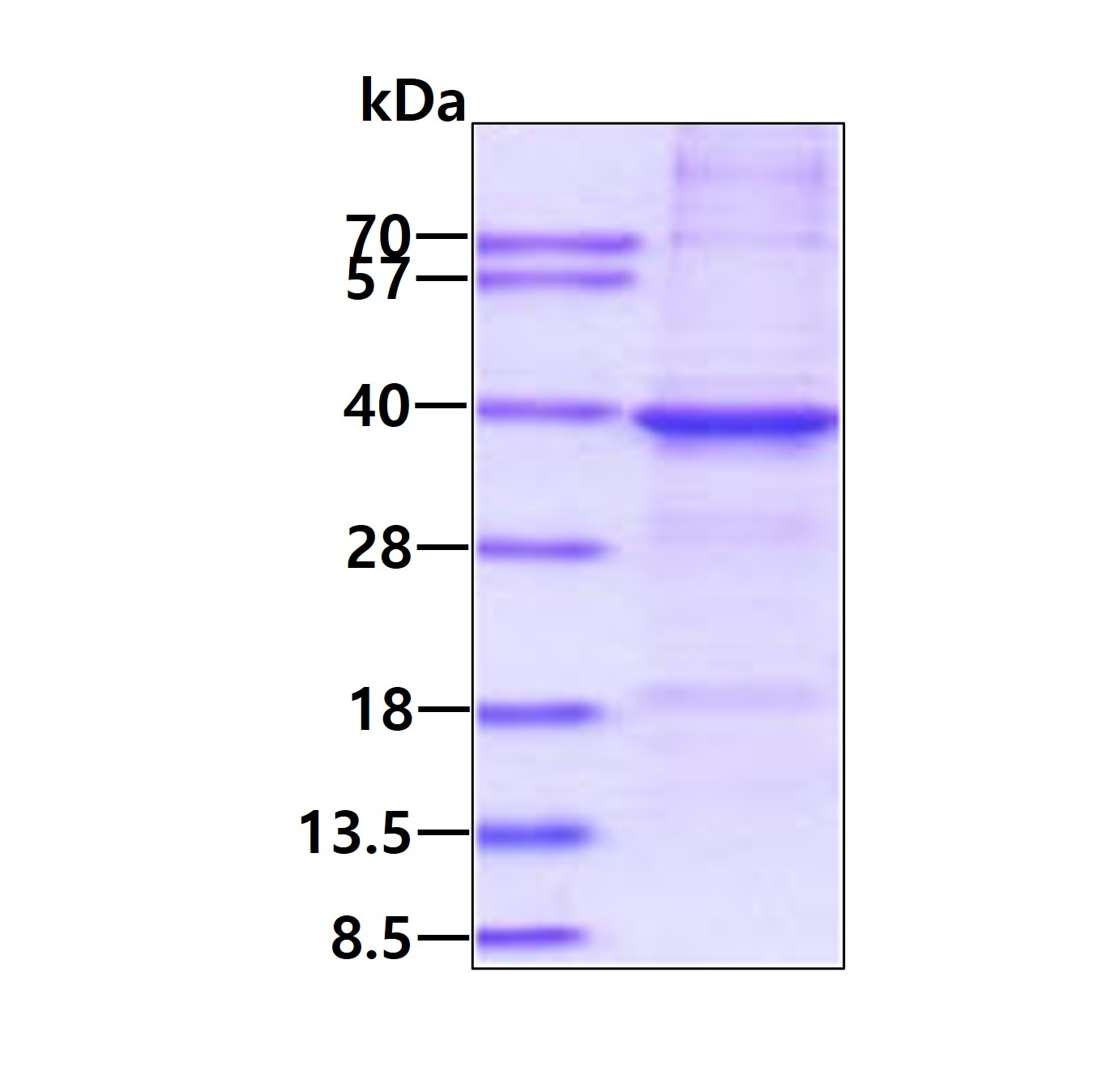3ug by SDS-PAGE under reducing condition and visualized by coomassie blue stain.