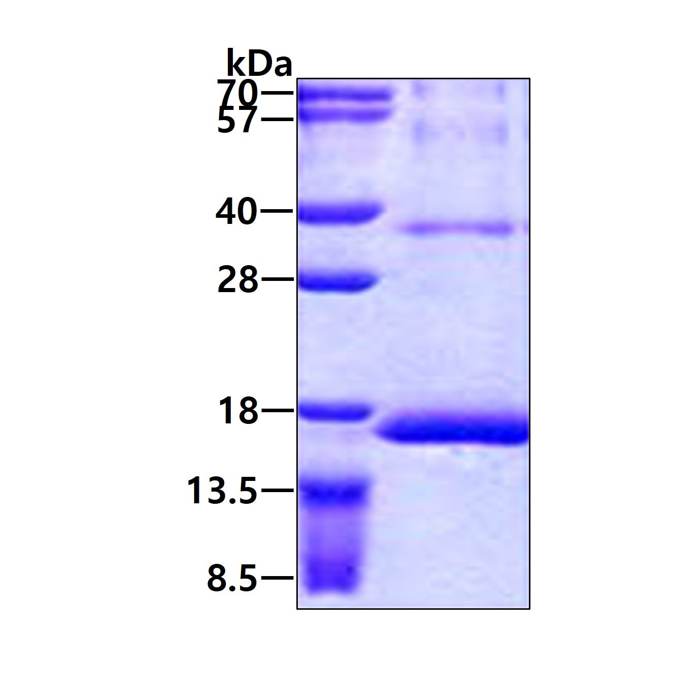 3ug by SDS-PAGE under reducing condition and visualized by coomassie blue stain.
