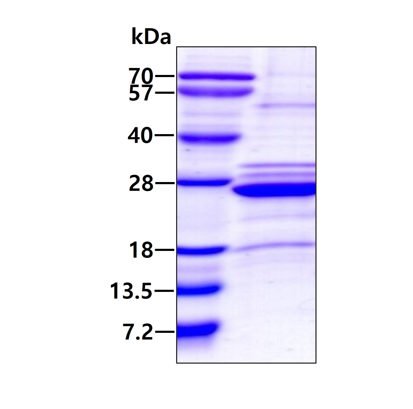 3ug by SDS-PAGE under reducing condition and visualized by coomassie blue stain.