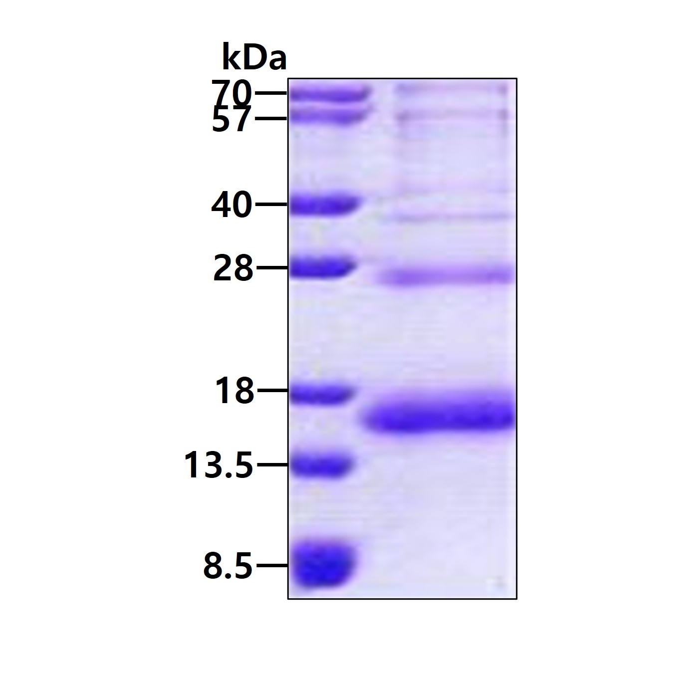 3ug by SDS-PAGE under reducing condition and visualized by coomassie blue stain.
