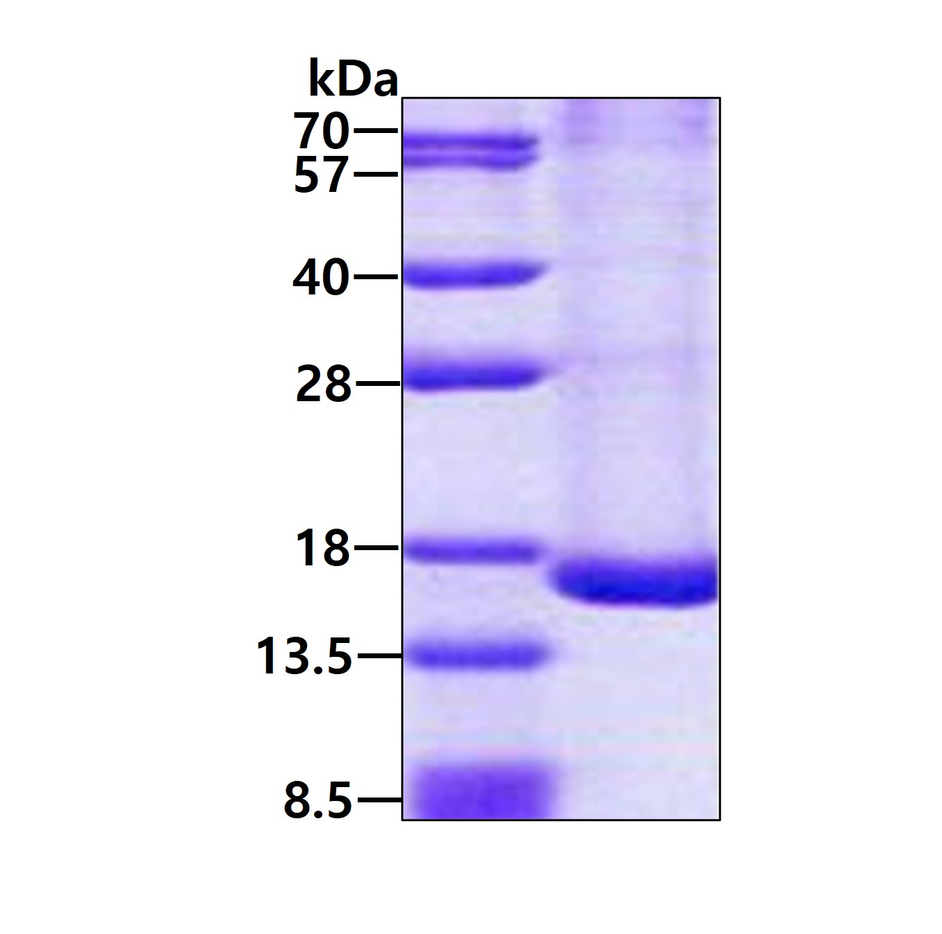 3ug by SDS-PAGE under reducing condition and visualized by coomassie blue stain.