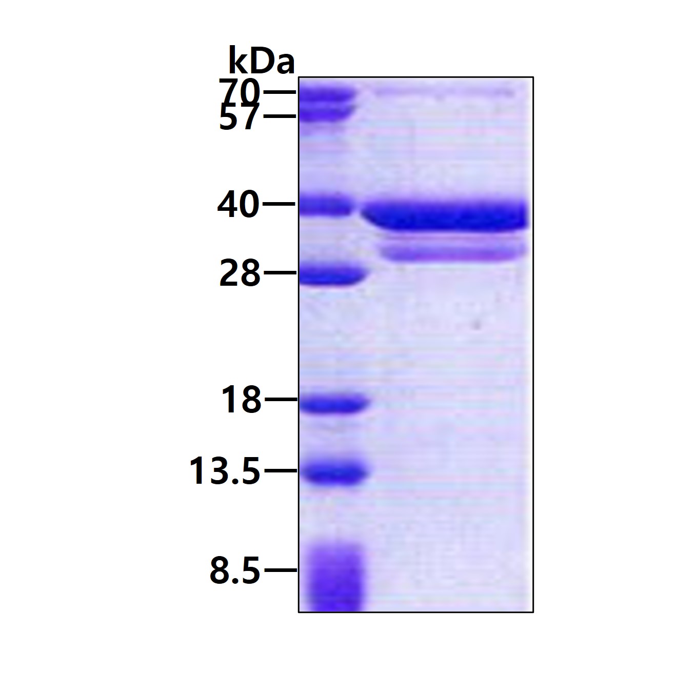 3ug by SDS-PAGE under reducing condition and visualized by coomassie blue stain.