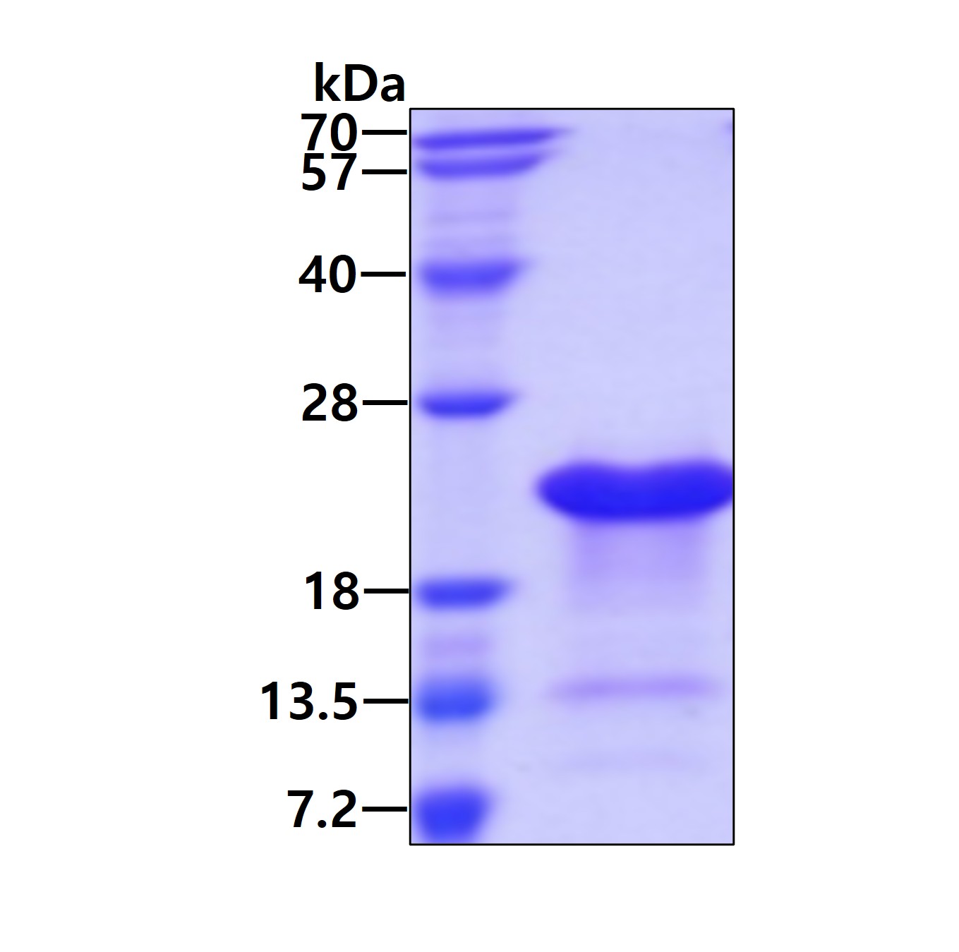 3ug by SDS-PAGE under reducing condition and visualized by coomassie blue stain.