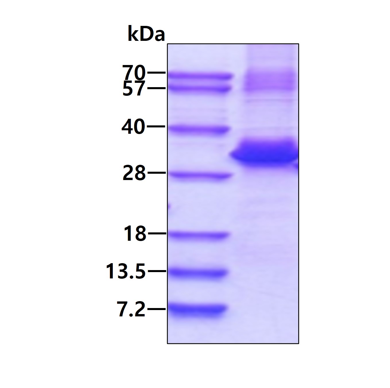 3ug by SDS-PAGE under reducing condition and visualized by coomassie blue stain.