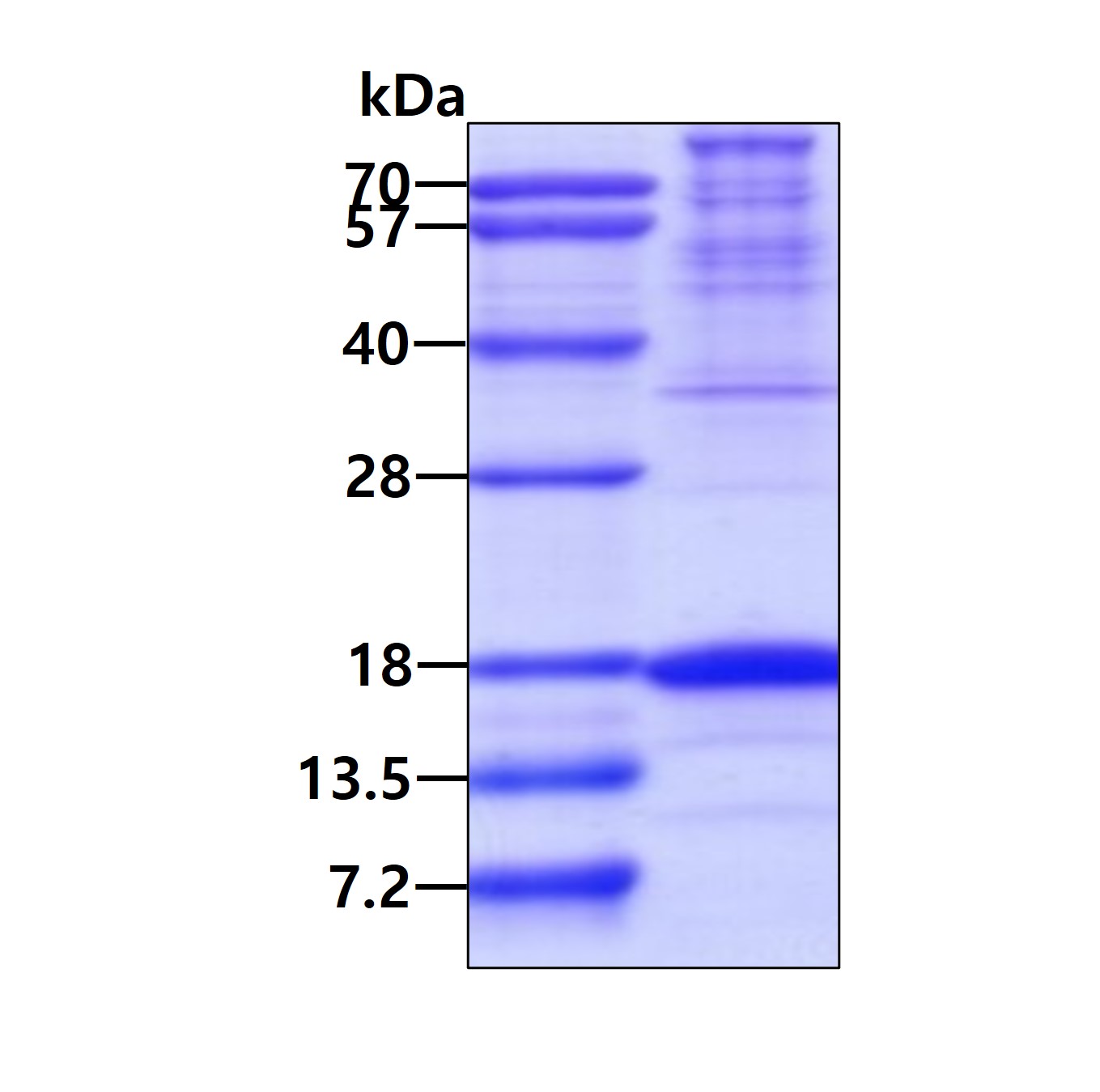 3ug by SDS-PAGE under reducing condition and visualized by coomassie blue stain.