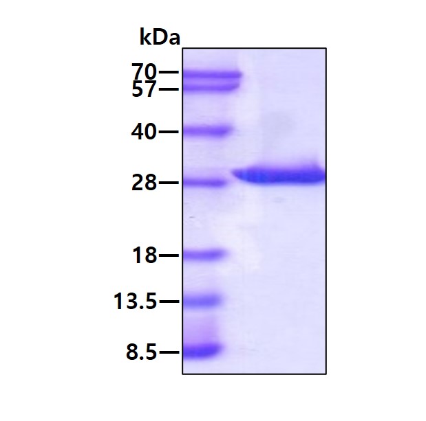 3ug by SDS-PAGE under reducing condition and visualized by coomassie blue stain.