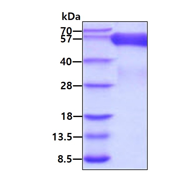 3ug by SDS-PAGE under reducing condition and visualized by coomassie blue stain