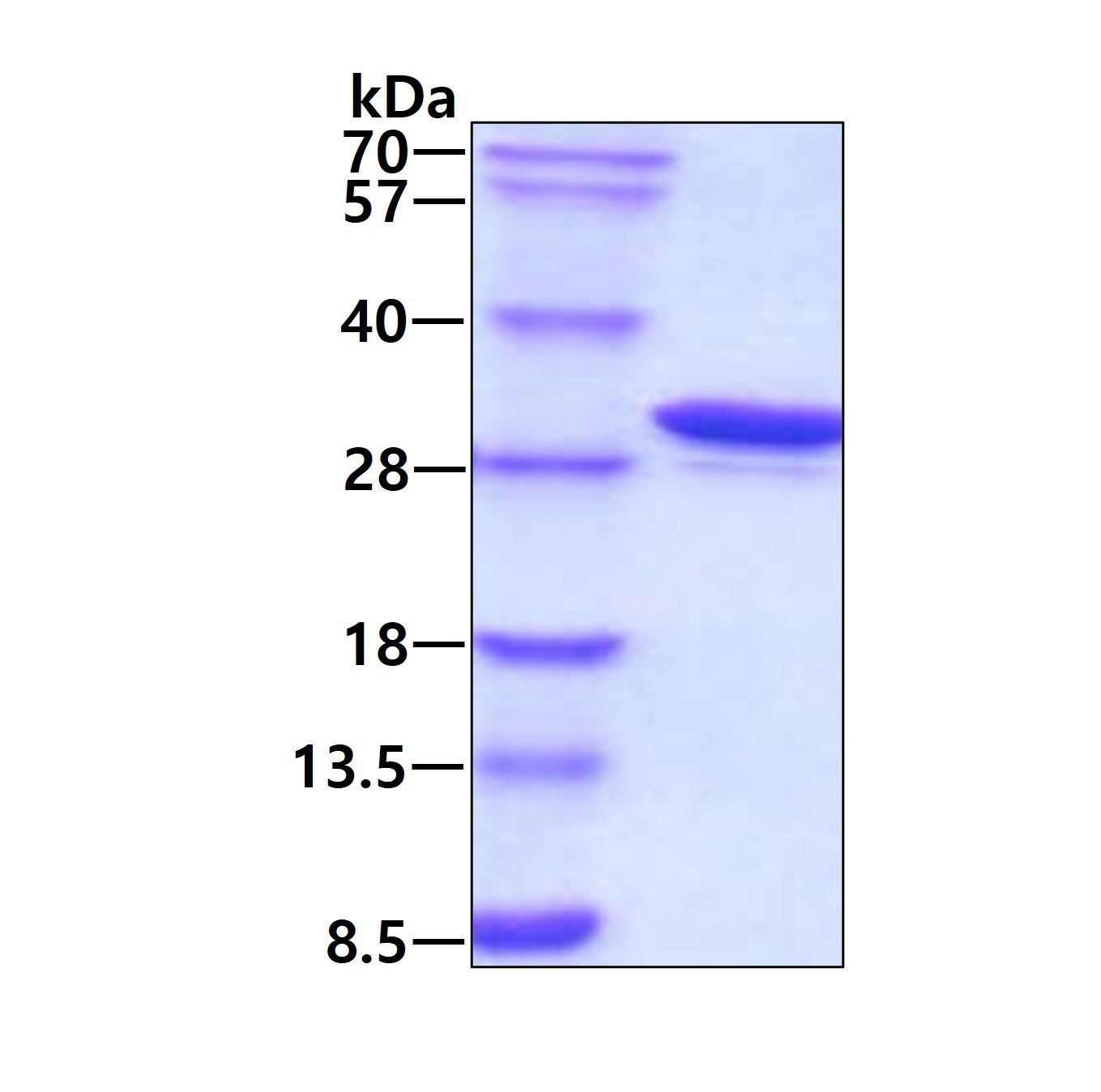 3ug by SDS-PAGE under reducing condition and visualized by coomassie blue stain.