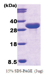 ISG15 / G1P2 (Calmodulin-tag) Human Protein