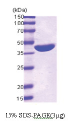 Maltose Binding Protein Tag / MBP-Tag (27-392) Escherichia coli Protein