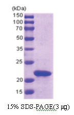 slyD (1-196) Escherichia coli Protein