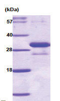 Adiponectin (18-247) Mouse Protein