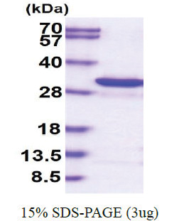Adenylate kinase 3 / AK3 (1-223) Human Protein