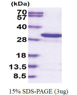 Adenylate kinase 3 / AK3 (1-223) Human Protein