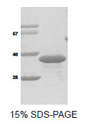 Geminin (His-tag) Human Protein