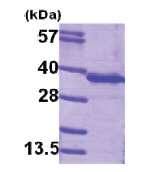 GNMT (1-295, His-tag) Human Protein