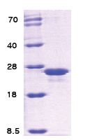 grpE / HSP24 Escherichia coli Protein