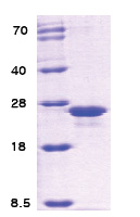 grpE / HSP24 Escherichia coli Protein