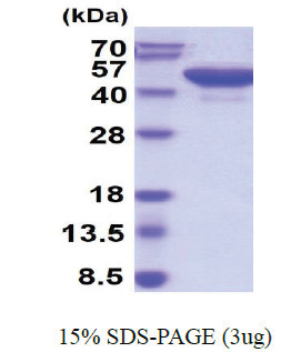 Reticulocalbin-3 / RCN3 (21-328, His-tag) Human Protein