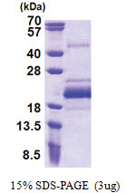 BUD31 / EDG2 (1-144, His-tag) Human Protein