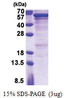 Semenogelin-1 (SEMG1) (24-462, His-tag) Human Protein