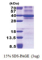 CDK3 (1-305, His-tag) Human Protein