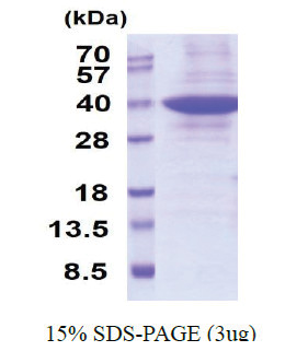 Prohibitin-2 (1-299, His-tag) Human Protein Prohibitin-2 (1-299, His-tag) Human Protein