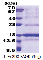 POLD4 (1-107, His-tag) Human Protein