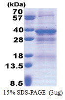NRBF2 (45-287, His-tag) Human Protein