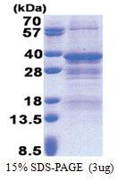 NRBF2 (45-287, His-tag) Human Protein
