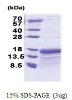 TAF10 (84-218, His-tag) Human Protein