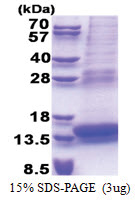 PLAC8 (1-115, His-tag) Human Protein