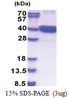 CDK16 / PCTK1 (158-496, His-tag) Human Protein