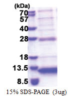 Neuronal protein 3.1 (1-68, His-tag) Human Protein