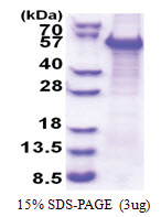 WWTR1 / TAZ (1-400, His-tag) Human Protein